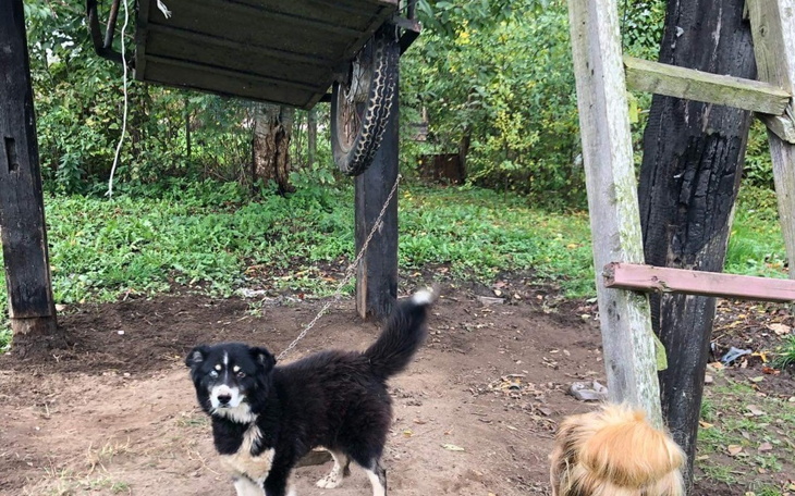 Pies bawiący się na podwórku obok huśtawki.