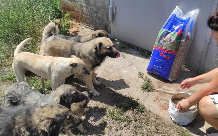 Zbiórka karma dla ukraińskich zwierząt - zdjęcie główne