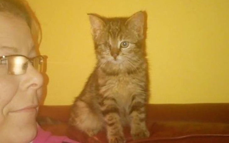 Zbiórka Wyrok: Panleukopenia - pomocy! - zdjęcie główne