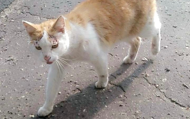 Zbiórka Na karmę dla koteczkow - zdjęcie główne