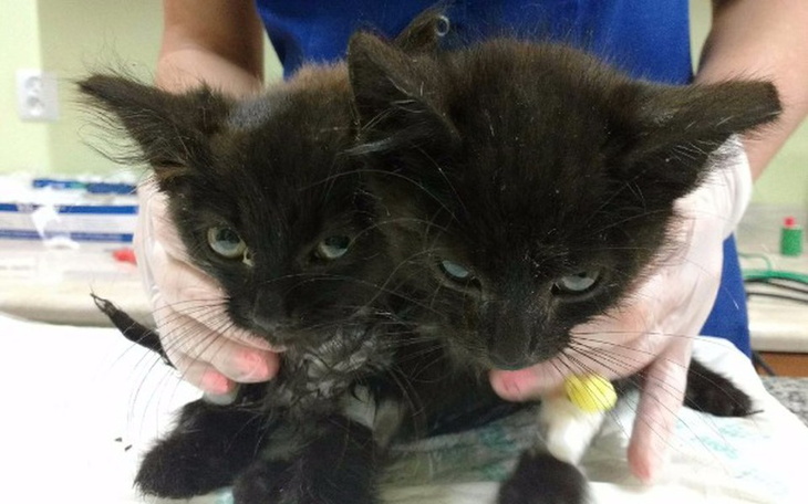 Zbiórka Leczenie kociaków z anemią - zdjęcie główne