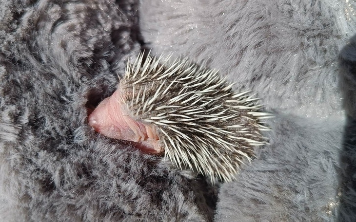 Zbiórka Transport jeżyka - zdjęcie główne