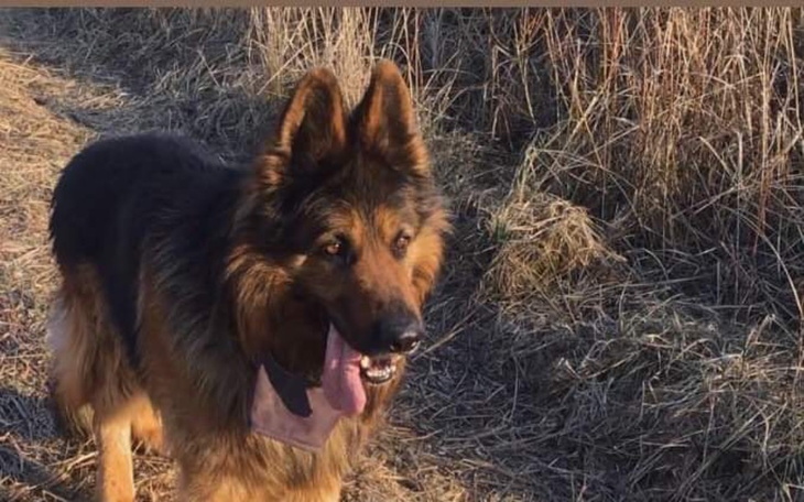 Zbiórka Na leczenie Tajfuna - zdjęcie główne