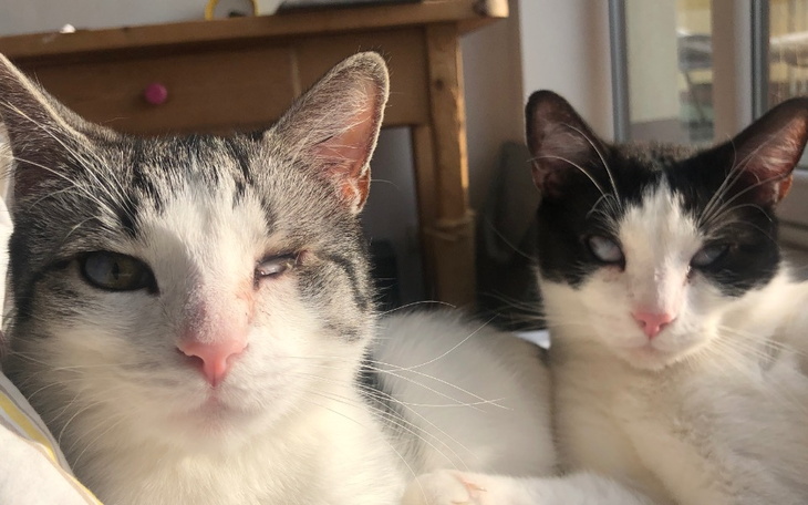 Zbiórka Operacja oczka Skandala - zdjęcie główne