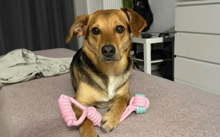 Pies siedzący na kanapie, z zabawką w łapach.