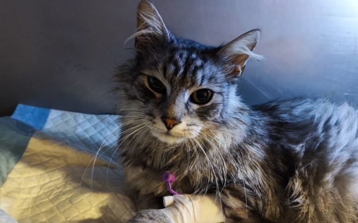 Zbiórka Turysta zbiera na operację - zdjęcie główne