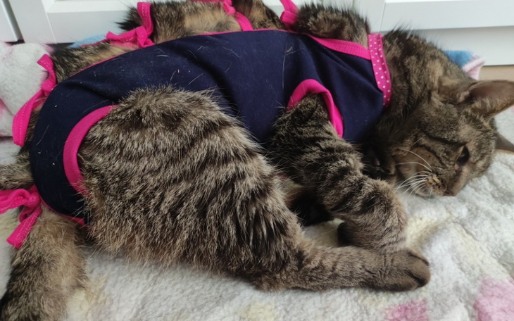 Zbiórka Proszę pomóż uratować Rysia - zdjęcie główne