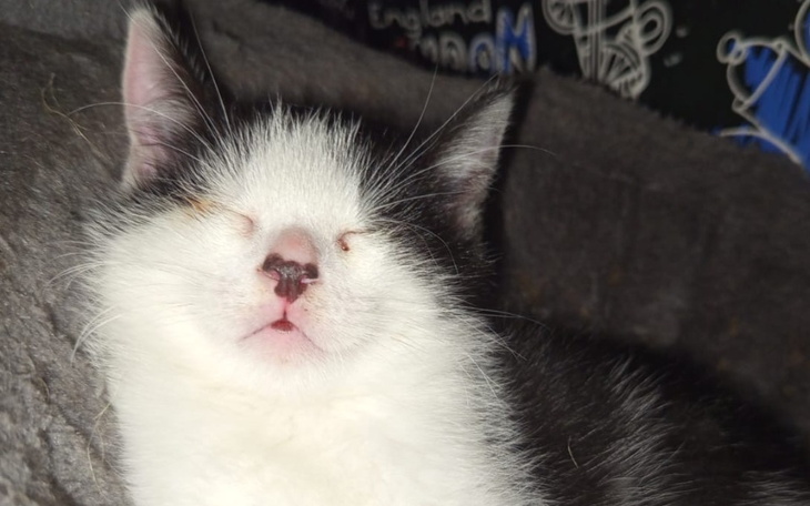 Kotek śpiący na miękkim podłożu, z zamkniętymi oczami.