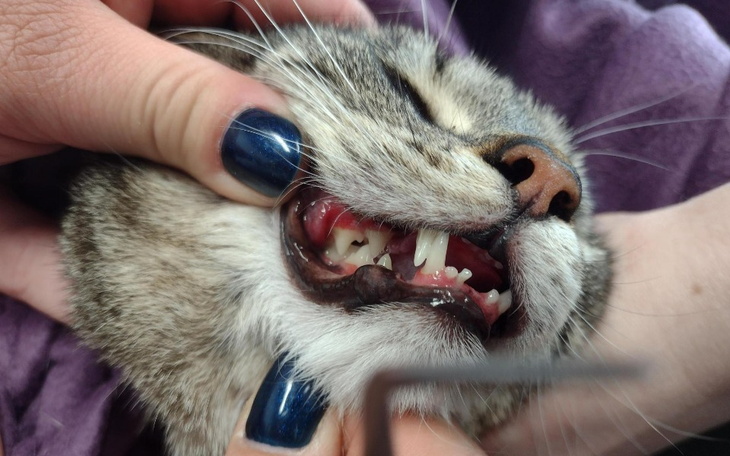 Zbiórka Życie bez bólu - dla Miedniczki - zdjęcie główne