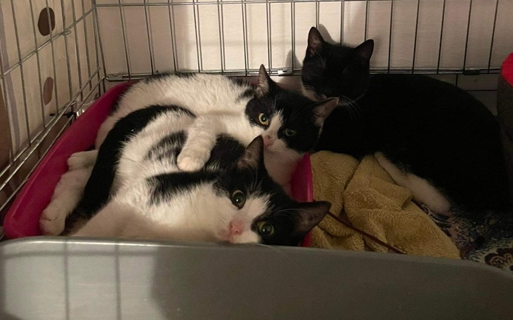 Zbiórka Na zakup klatki dla kociaków - zdjęcie główne