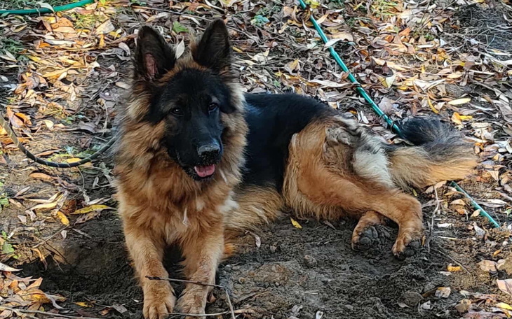 Owczarek niemiecki leży wśród opadłych liści.