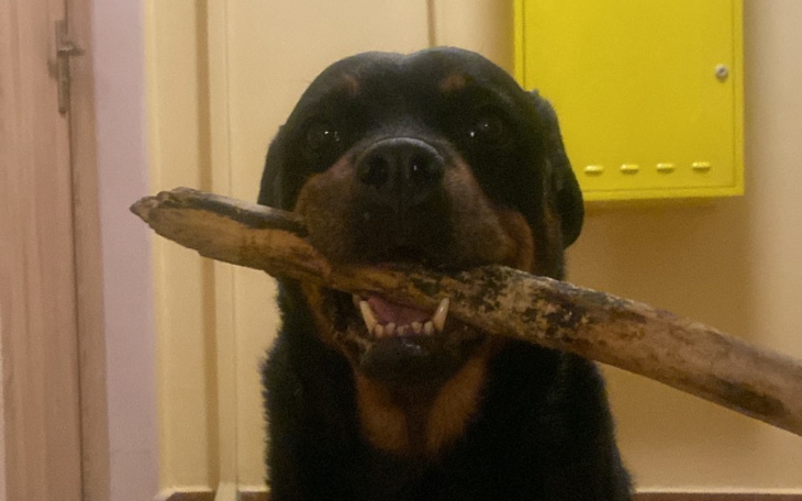 Zbiórka Rozdrabniarka mięsa dla psiunów - zdjęcie główne