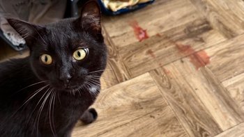 Zbiórka Groźny wirus atakuje nasze koty - miniaturka zdjęcia