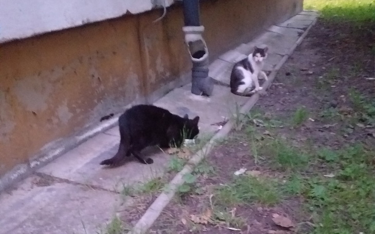 Zbiórka Bezdomne śliczne kociaki - zdjęcie główne