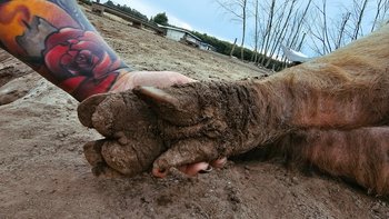 Zbiórka 5 urodziny Gieniutkowa - miniaturka zdjęcia