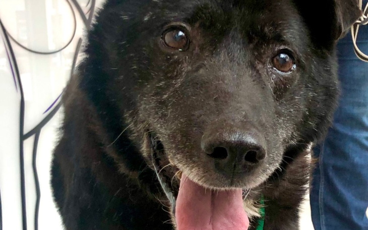 Zbiórka Ratunku, mam w brzuchu bombę - zdjęcie główne