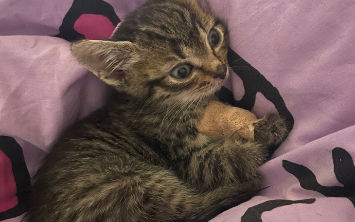 Mały kotek w różowym kocyku, z ciekawym spojrzeniem.