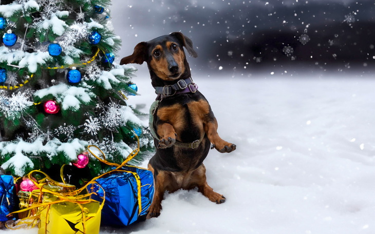 Zbiórka GWIAZDKA dla GRAŻYNY - zdjęcie główne