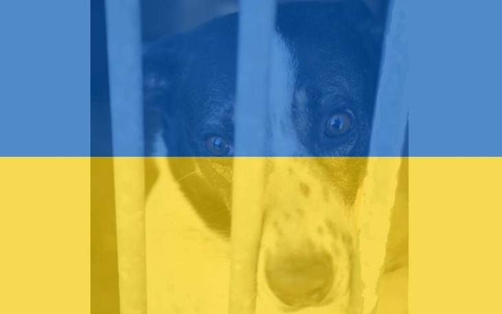 Zbiórka Ratujemy zwierzęta z Ukrainy. - zdjęcie główne