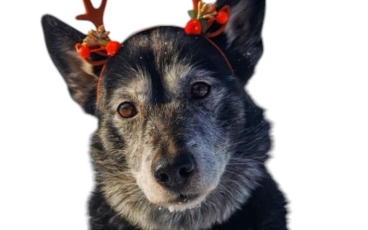 Zbiórka Na karmę dla Morinio - zdjęcie główne