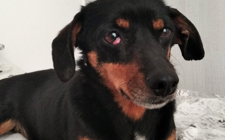 Zbiórka Operacja trzeciej powieki psa - zdjęcie główne