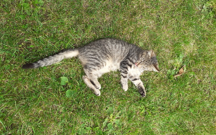 Zbiórka dla schroniska dla kotów - zdjęcie główne