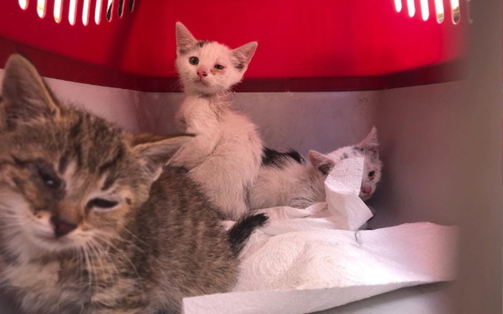 Zbiórka Maluszki z zza Zoologicznego - zdjęcie główne