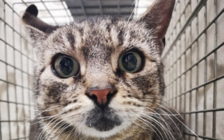 Zbiórka Kastracja aborcyjna Kłapouszki - zdjęcie główne