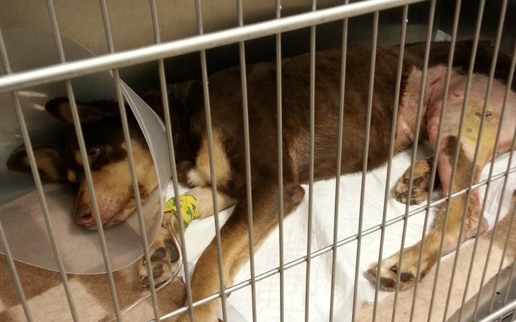 Zbiórka Niezłomna Xsara - zdjęcie główne