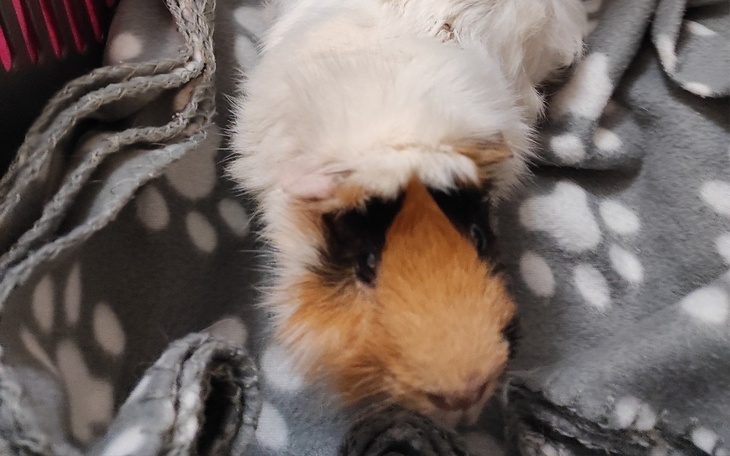 Zbiórka Leczenie świnki morskiej - Malak - zdjęcie główne