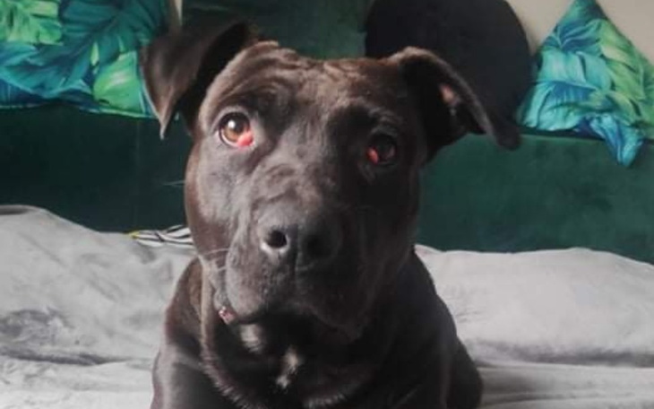 Zbiórka Kobo - operacja oczu i kastracja - zdjęcie główne