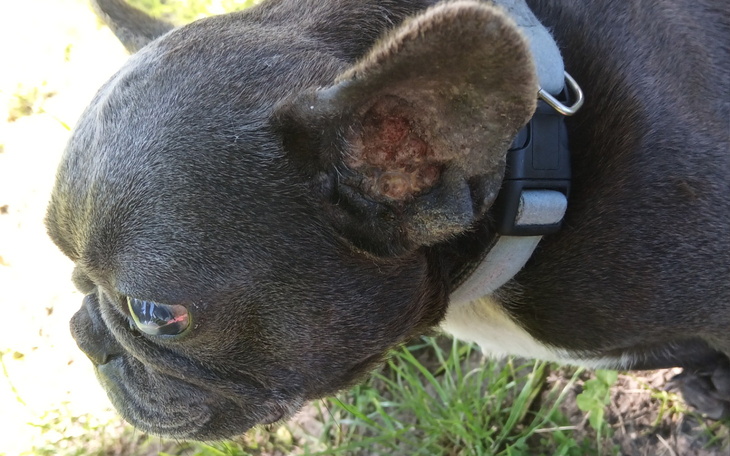 Buldog francuski z widocznymi problemami zdrowotnymi.