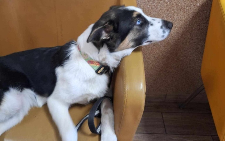 Pies odpoczywający na kanapie, z ciekawym spojrzeniem.