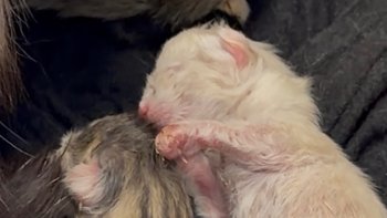 Zbiórka Ratuj Kocie Życie - miniaturka zdjęcia