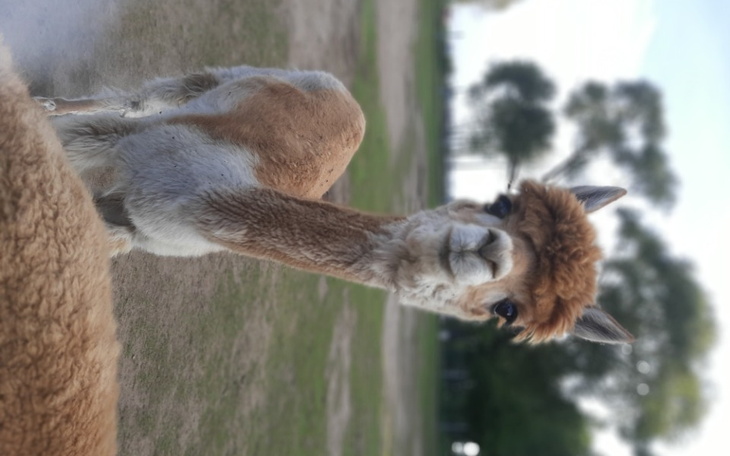 Zbiórka Na jedzenie dla schroniska - zdjęcie główne