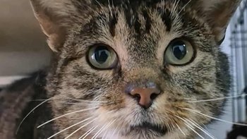 Zbiórka Leczenie kotów ze szpitala - miniaturka zdjęcia