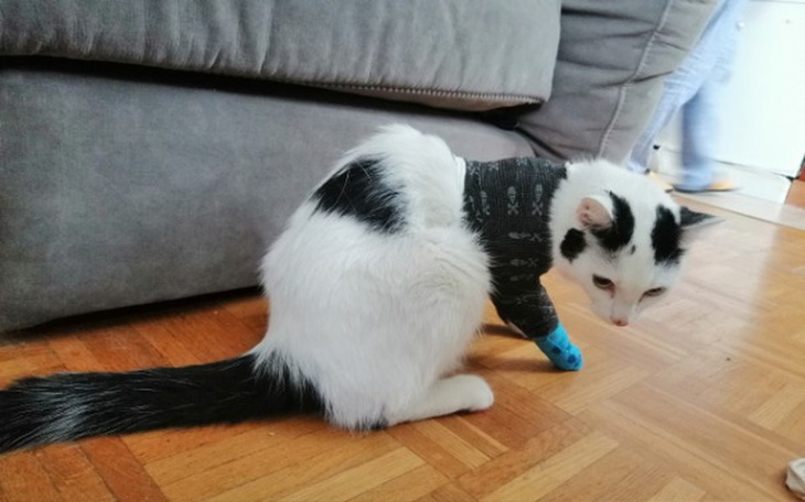 Zbiórka Operacja złamanej łapki Dziuni - zdjęcie główne