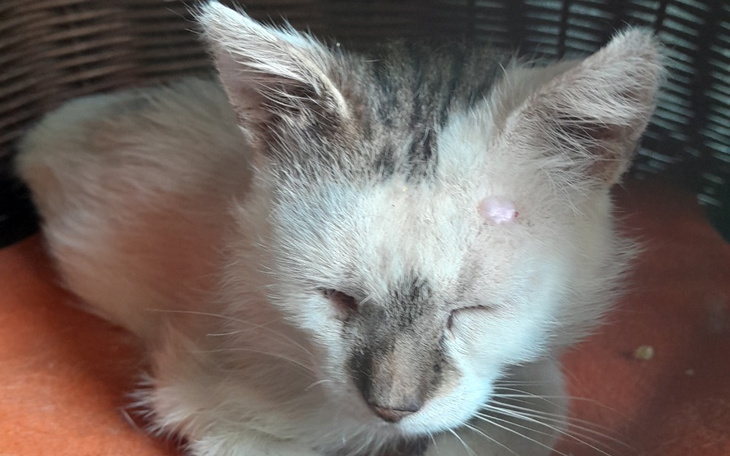 Zbiórka Pozwólmy mu żyć mimo wszystko .. - zdjęcie główne