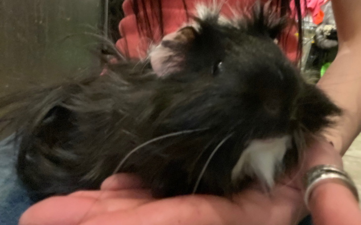 Czarny świnek morski trzymany na dłoni, z długim futrem.