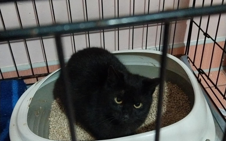 Czarny kot w kuwecie, z wyrazem ciekawości na twarzy.