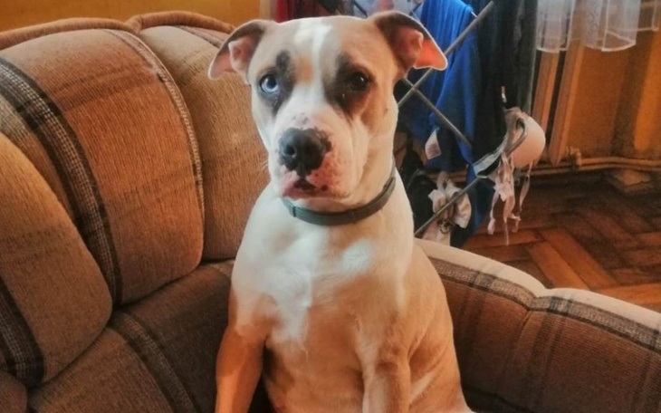 Zbiórka Na zabieg kastracji suczki - zdjęcie główne