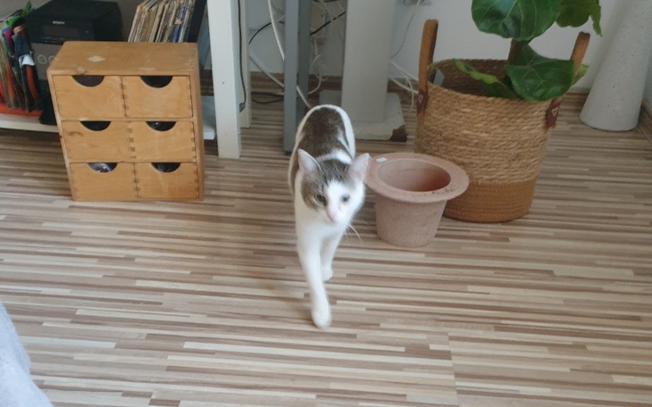 Zbiórka Sterylizacja ,leczenie podopiecz - zdjęcie główne