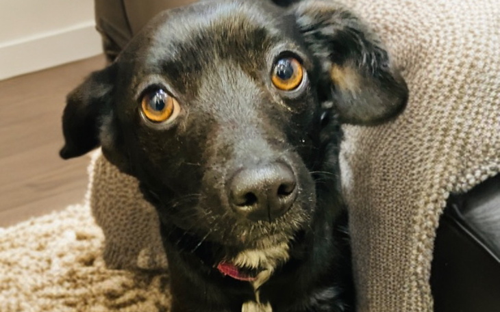 Czarny pies z wyrazem ciekawości na twarzy.