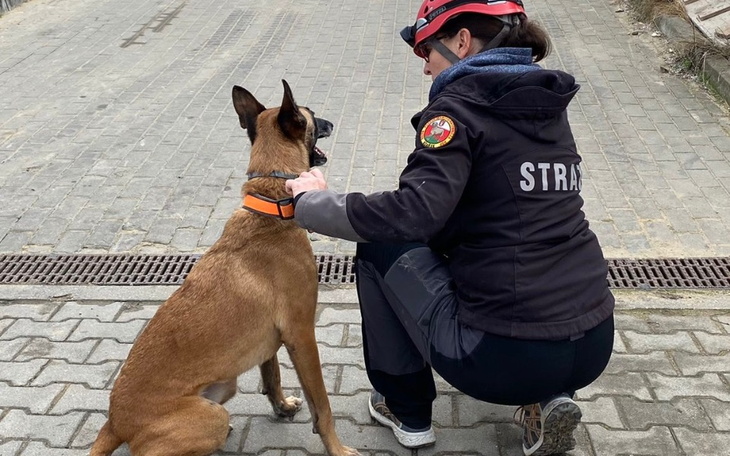 Zbiórka Psy ratownicze SGPR Gdańsk - zdjęcie główne