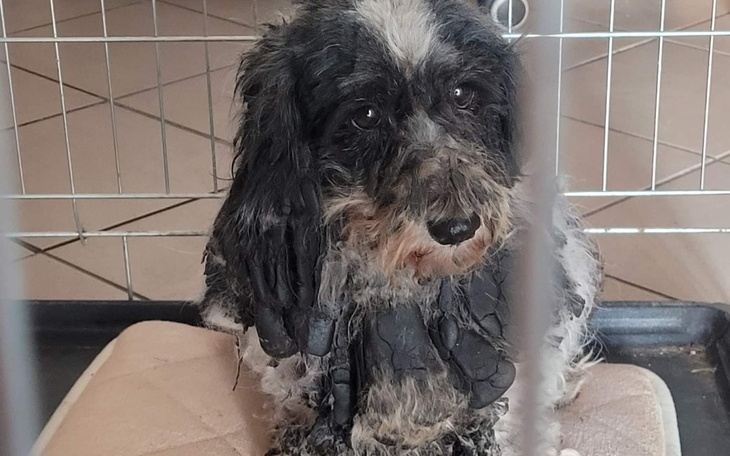 Pies w klatce, potrzebujący pomocy i nowego domu.