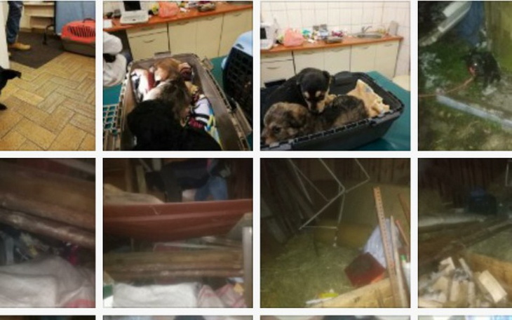 Zbiórka Szczeniaki ze stodoły - zdjęcie główne