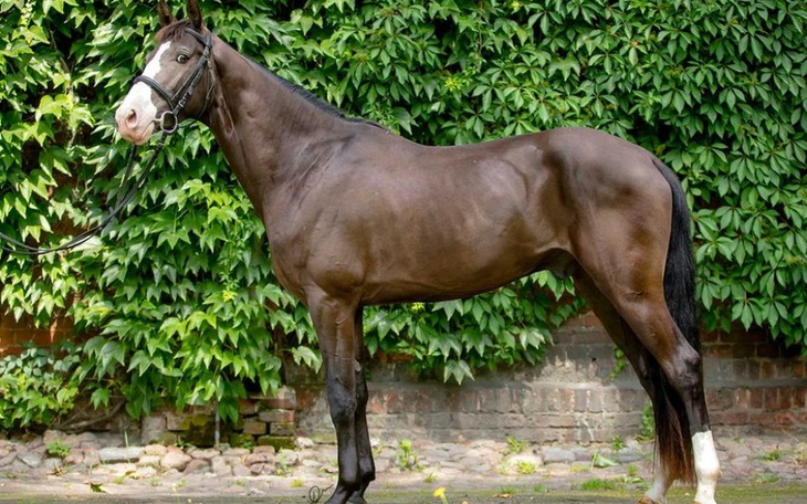 Zbiórka Dla pioróna - zdjęcie główne