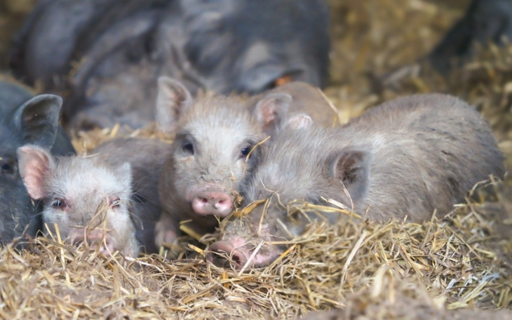 Zbiórka 161 Świń prosi o wsparcie - zdjęcie główne