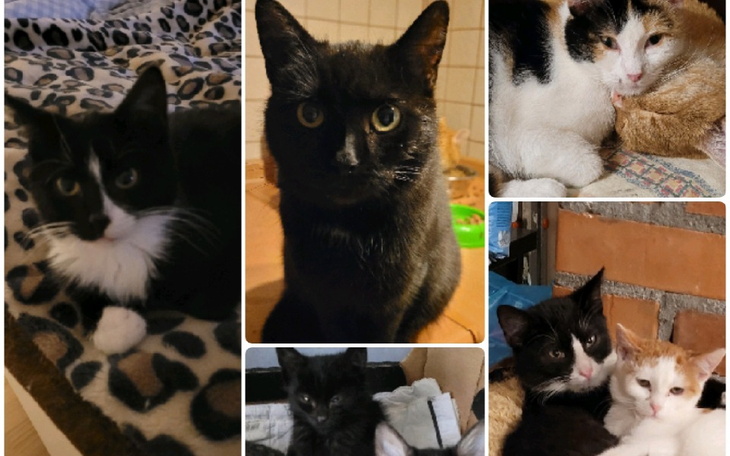 Zbiórka Sierociniec Pana Kota - zdjęcie główne