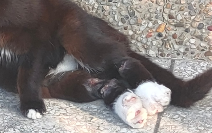 Zbiórka Uratujmy nogi Wnyczki - zdjęcie główne